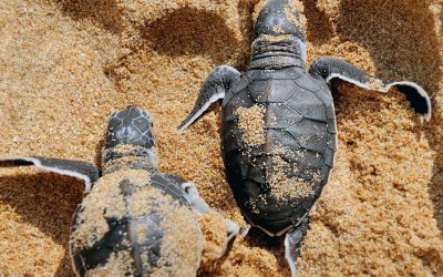 Baby turtles moving towards the ocean