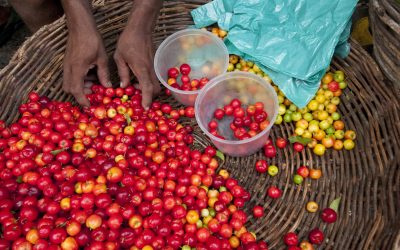Acerola fruit in a market, Sao Joaquin Market,Salvador de Bahia, Brazil