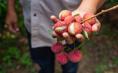 fruits-litchi